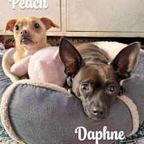 Thumbnail photo of Peach #4