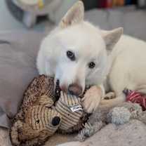 adopt-pet