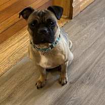 Thumbnail photo of Ringo #1