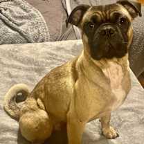 Thumbnail photo of Ringo #2