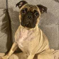 Thumbnail photo of Ringo #3