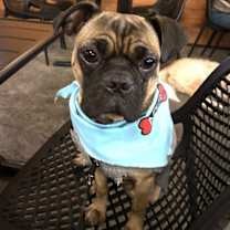 Thumbnail photo of Ringo #4