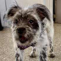 Thumbnail photo of SYDNEY #1