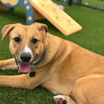 adopt-pet