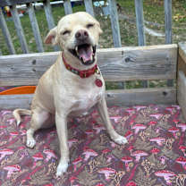adopt-pet