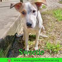 Thumbnail photo of Sweetie #1