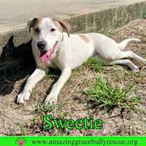 Thumbnail photo of Sweetie #4