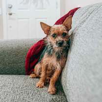 adopt-pet