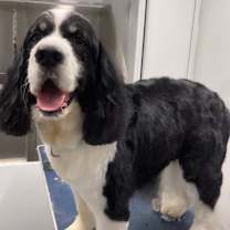 Thumbnail photo of Buddy #1