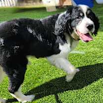 Thumbnail photo of Buddy #2