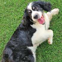 Thumbnail photo of Buddy #3