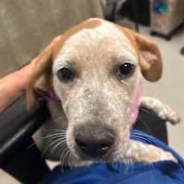 Thumbnail photo of Dandelion #3