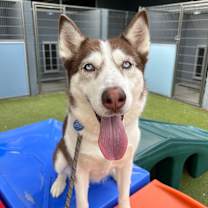 adopt-pet