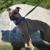 Thumbnail photo of Maggie May #2