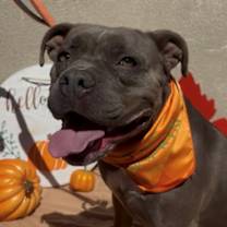 adopt-pet