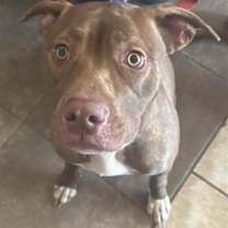 Thumbnail photo of Brook #2