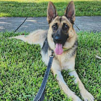 Thumbnail photo of Rose #2