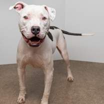 Thumbnail photo of Casanova #3