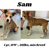 Thumbnail photo of Sam #1