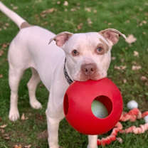 Thumbnail photo of Leo #3