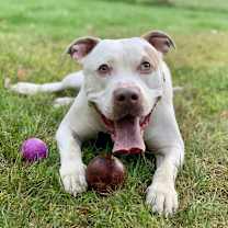 Thumbnail photo of Leo #4