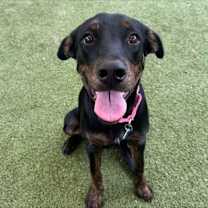 adopt-pet