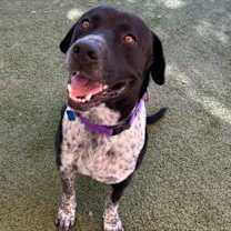 adopt-pet