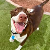 adopt-pet