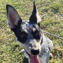 adopt-pet