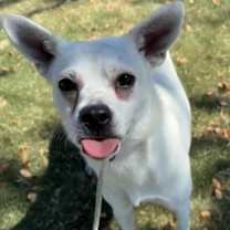 adopt-pet
