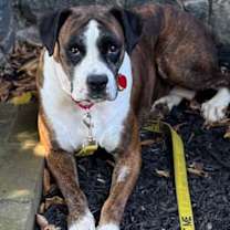 Thumbnail photo of Kanga #2