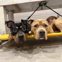 Thumbnail photo of Bert #2