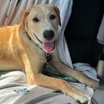 Thumbnail photo of Jolene #1