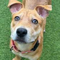 Thumbnail photo of Billie #2