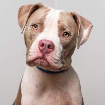 Thumbnail photo of Macbeth #1