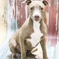 Thumbnail photo of Nolla #2