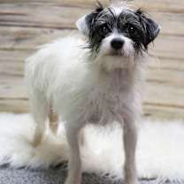 adopt-pet