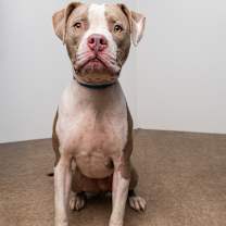 Thumbnail photo of Macbeth #2