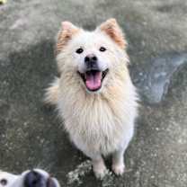 adopt-pet