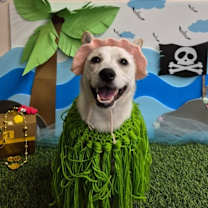 adopt-pet
