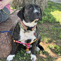 Thumbnail photo of Meara #2