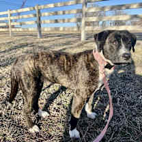 Thumbnail photo of Meara #3