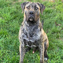 Thumbnail photo of Boogie #1