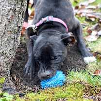 Thumbnail photo of Biscuit🍪✨ #3