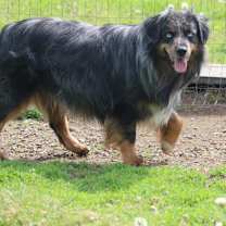 Thumbnail photo of Buzz #4