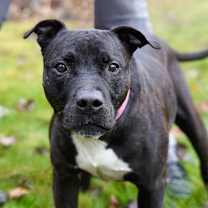 Thumbnail photo of Biscuit🍪✨ #4