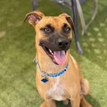 adopt-pet