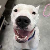 Thumbnail photo of Freya #1