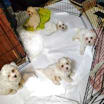 Thumbnail photo of Jesse #2