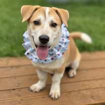adopt-pet